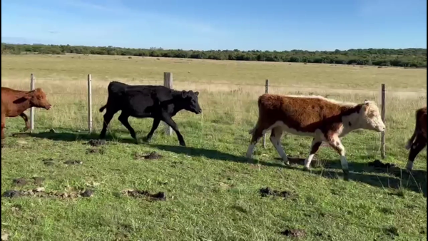 Lote VAQUILLONAS 1 A 2 AÑOS