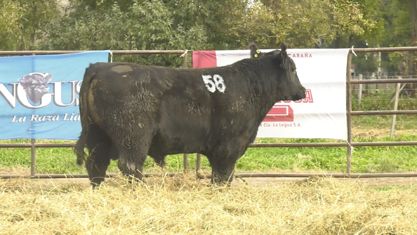 Lote TOROS ANGUS NEGROS  PC