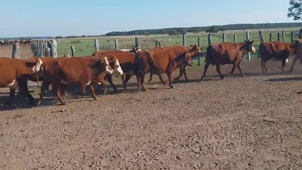 Lote 135 Vacas de invernar