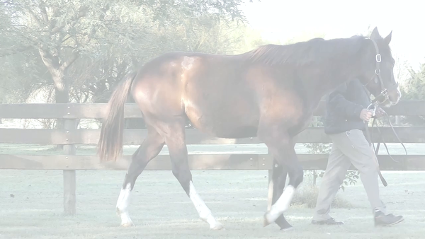 Lote CORAZON CLANDESTINO (MOOTASADIR -  LUCKY MAMONA)