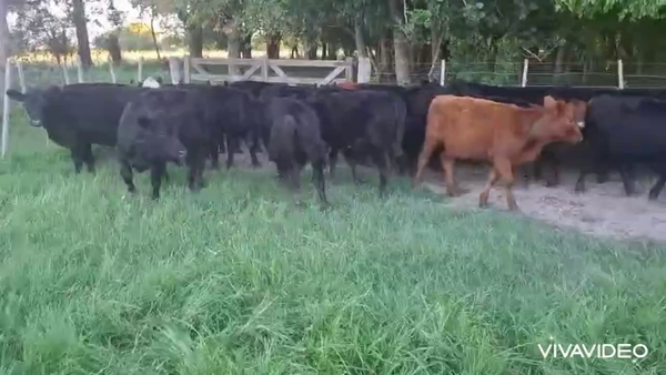 Lote 32 Terneros/as