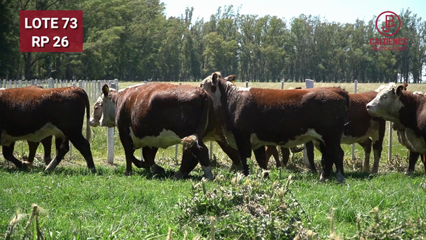 Lote VAQUILLONAS PREÑADAS Rodeo General  -PARICION OTOÑO 2026-