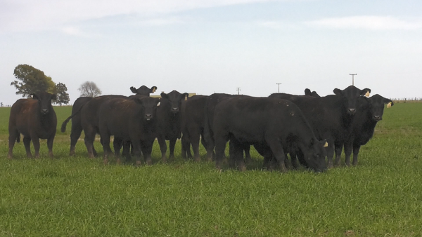 Lote VAQ. ANGUS NEGRO  MAS C/GTÍA DE PREÑEZ PARICION OTOÑO