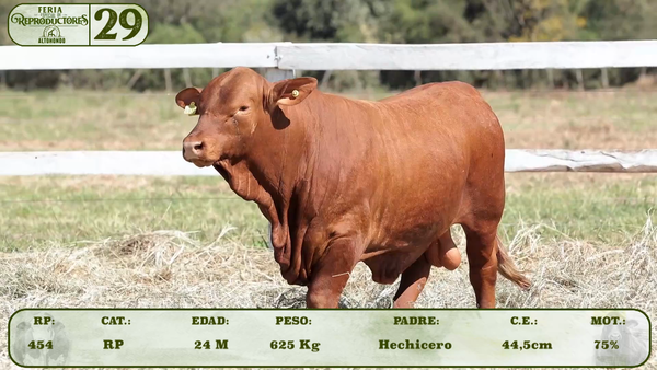 Lote LOTE 29