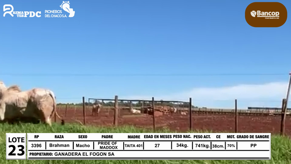 Lote Lote 23