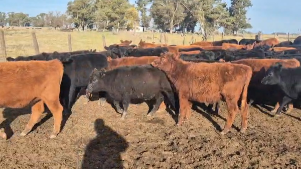 Lote 63 Terneras