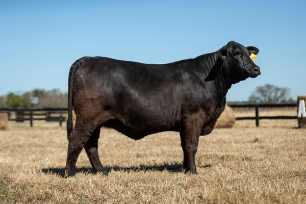 Lote Reproductores Altohondo - Lote 10