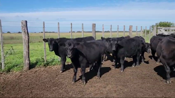 Lote 65 Terneros en Verónica, Buenos Aires