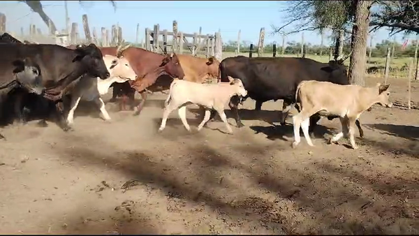 Lote 23 Vacas medio uso C/ cria en Añatuya, Santiago del Estero