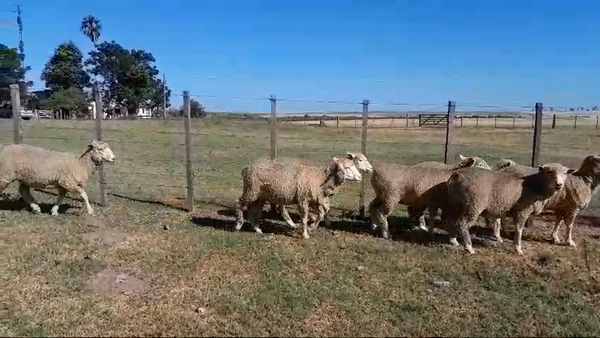 Lote 12 Borregas DOHNE X CORRIEDALE 38kg -  en PARADA MARIA, 20 KM DE B. BRUM. 20 KM DE TERMAS DE ARAPEY