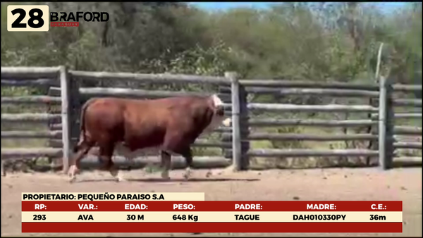 Lote LOTE 28 MACHOS DE CAMPO