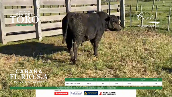 Lote El Rio Angus - Brete 5