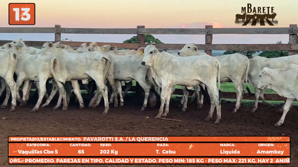 Lote LOTE 13