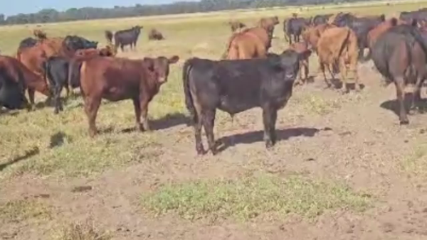 Lote 115 TERNS MACHOS, PEHUAJO, PCIA. DE BS. AS.