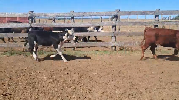 Lote TERNEROS Y TERNERAS