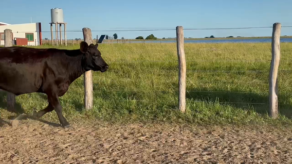 Lote 28 Vacas nuevas C/ gtia de preñez en Corrientes, Yataití Calle