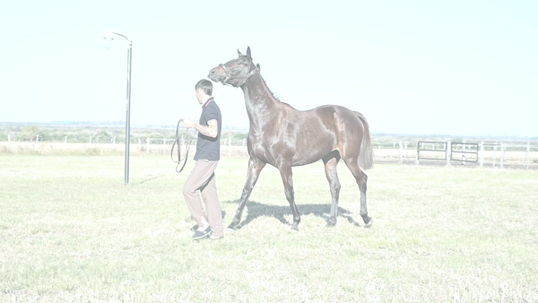 Lote LA NOTARIAL (EMPEROR RICHARD - ARTEMISIA)