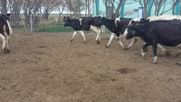 Lote 20 Vaquillonas Holando Argentino en Freyre, Córdoba