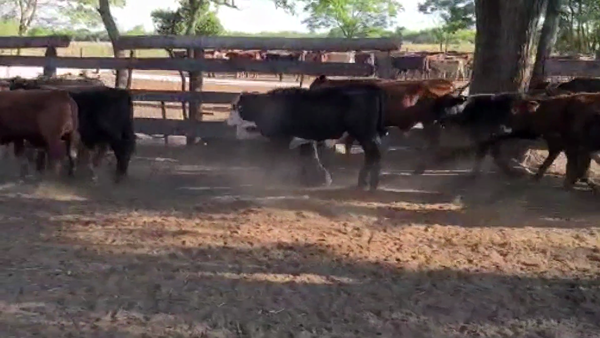 Lote 132 Terneros en Misión San Fco., Formosa