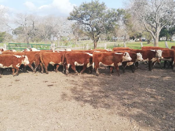 Lote 76 Terneros/as en Entre Ríos, Federal