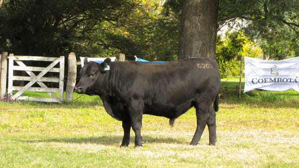 Lote CABAÑA COEMBOTÁ: RP 207