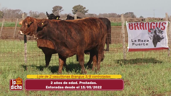 Lote VAQUILLONAS BRANGUS CABAÑA LA NUEVA DICHA