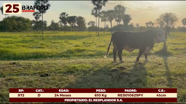 Lote LOTE 25 - TOROS DE CAMPO