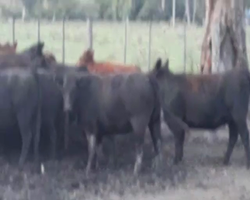 Lote En General Belgrano 51 Vaquillonas para entorar