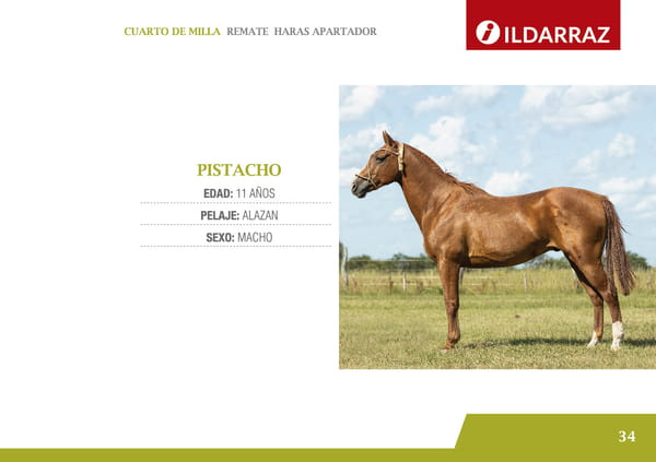 Lote PISTACHO