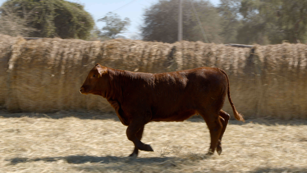 Lote HEMBRAS Remate Nucleo Genbra