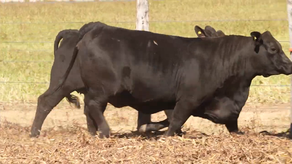 Lote Vaquillonas Preñadas y con Servicio CABAÑA EL PORVENIR