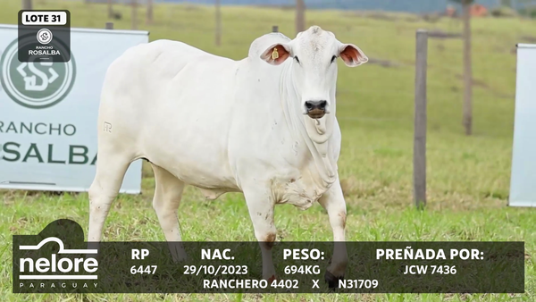 Lote LOTE 31
