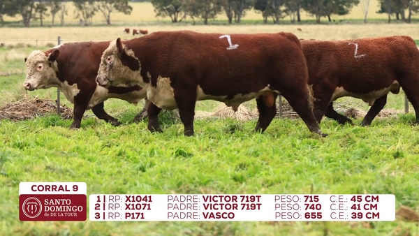 Lote Toros de Lote