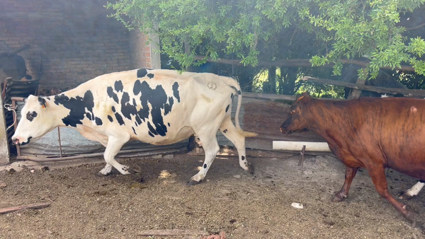 Lote VACA DE INVERNADA