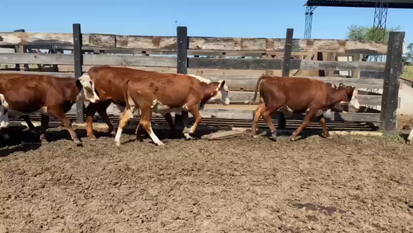 Lote 100 Terneros en Corrientes, Curuzú-Cuatiá