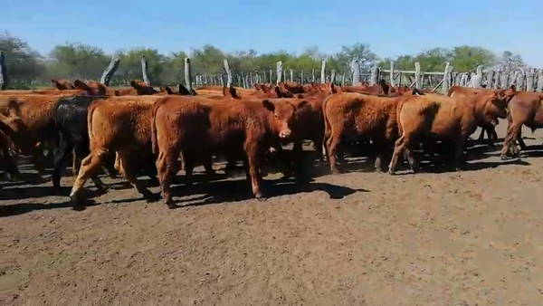 Lote 60 Terneros en Federal, Entre Ríos