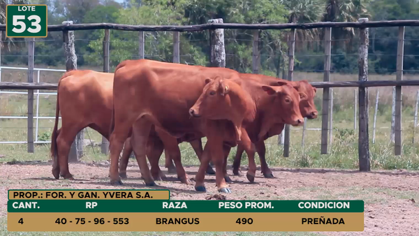 Lote HEMBRAS LOTE 53