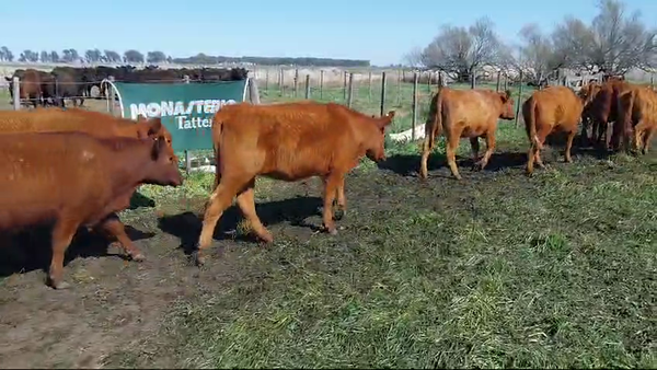 Lote 60 Vaquillonas en Arboledas