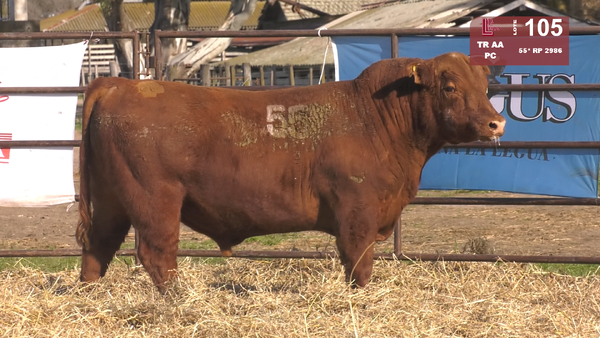 55(*) 2986 — TOROS ANGUS COLORADOS  PC