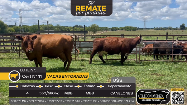 Lote 4 Vaca en Canelón Chico, Canelones