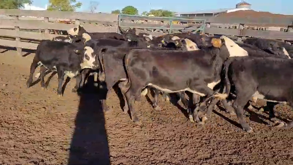 Lote 20 Terneras en Villaguay, Entre Ríos