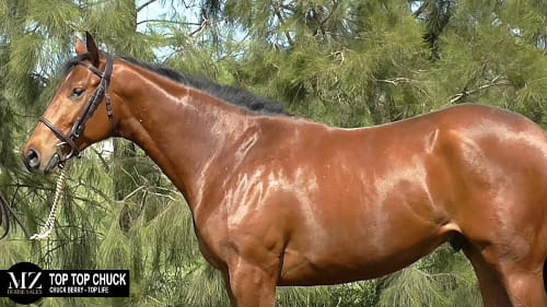 Lote TOP TOP CHUCK (CHUCK BERRY - TOP LIFE)