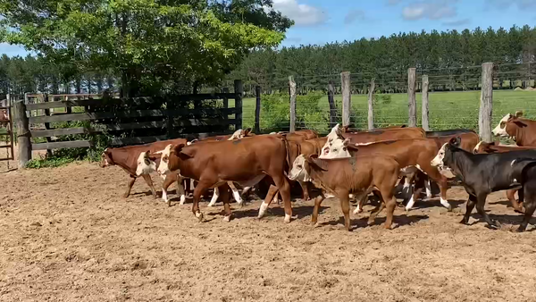 Lote 25 Vacas nuevas C/ cria en Esquina, Corrientes