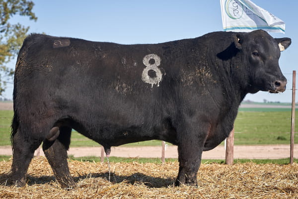 Lote "TRES MOLINOS" TOROS P.C