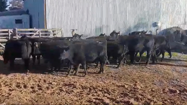 Lote (Vendido)20 Terneras ANGUS 275kg -  en SAN ROQUE