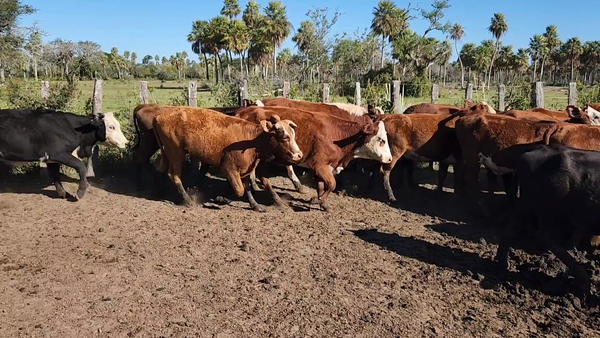Lote 80 Vaquillonas en Concepción, Corrientes