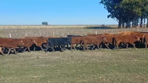 Lote 70 Terneros