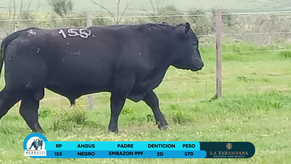 Lote Toros Angus 570kg - , Rocha