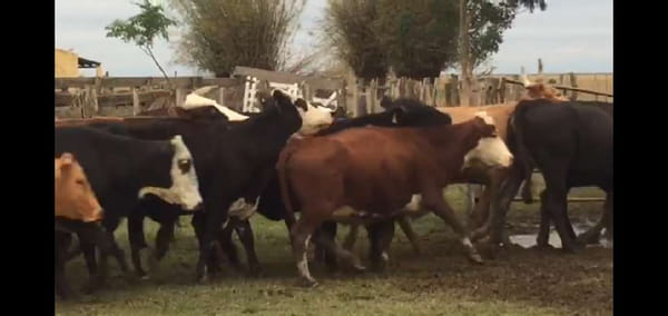 Lote 58 Vacas en San Miguel, Corrientes