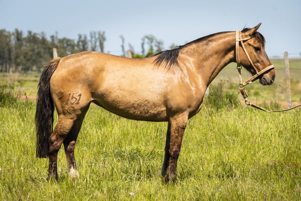 Lote DEL SILENCIO ZINA ZINA